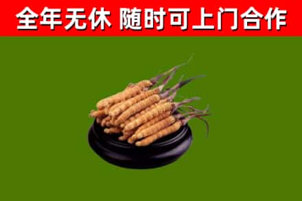南昌市烟酒回收冬虫夏草.jpg